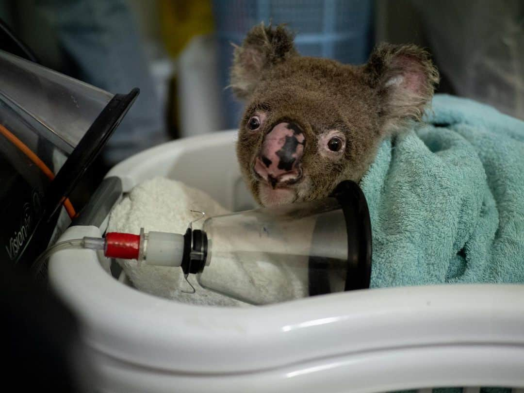 ナショナルジオグラフィックさんのインスタグラム写真 - (ナショナルジオグラフィックInstagram)「Photos by Michaela Skovranova @mishkusk | A koala rescued from a bushfire receives care at Port Macquarie Koala Hospital.  He is expected to make a full recovery—however, due to Australia's bushfire emergency, it's uncertain when he will be able to return home.  It’s been estimated that half a billion animals have been killed in New South Wales alone. This includes thousands of koalas and other iconic species, such as kangaroos, wallabies, kookaburras, cockatoos, and honeyeaters that were burnt alive, and many thousands more injured and homeless. #australia #nsw #koala #wildlife #Australianbushfires」1月17日 3時37分 - natgeo