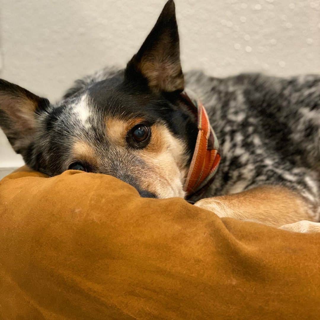 Dogs by Ginaのインスタグラム：「Gloomy mood」