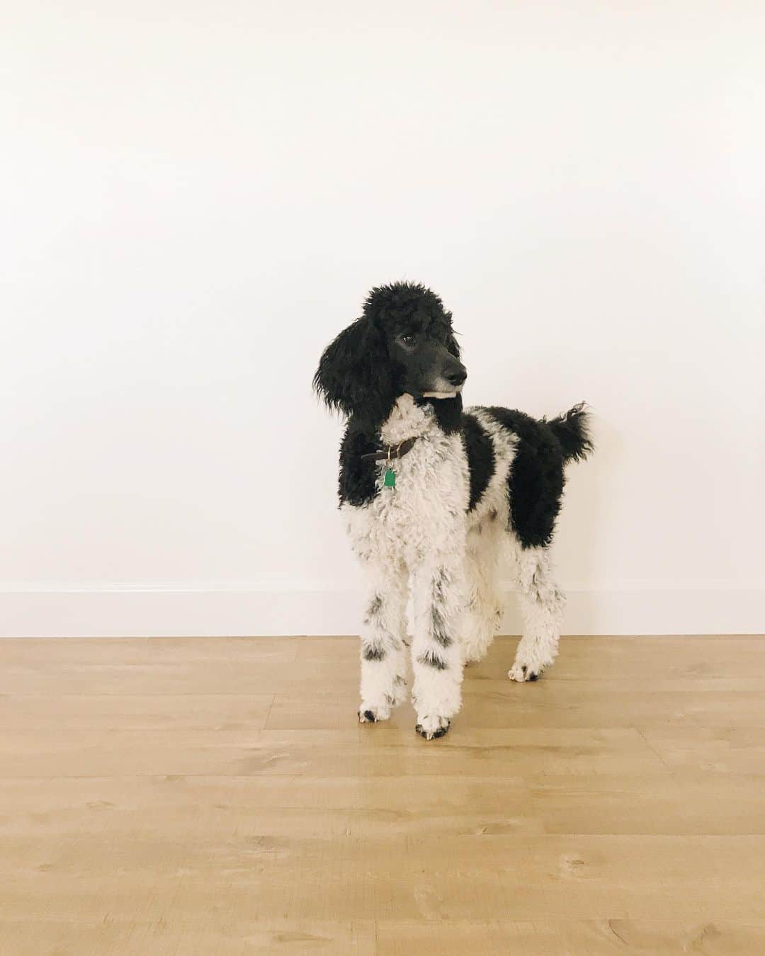 Robin May Flemingのインスタグラム：「I guess this is a poodle account now? ✨ I've written three different captions, attempting to explain how this girl's taken up residence in a heart I thought was too small, too broken. I've tried to describe how funny she is, how it feels when she presses in close. But even as I read these words now, as I'm typing them, I roll my eyes.  Maybe the best thing about dogs is that it doesn't matter if you find the right words or not.」