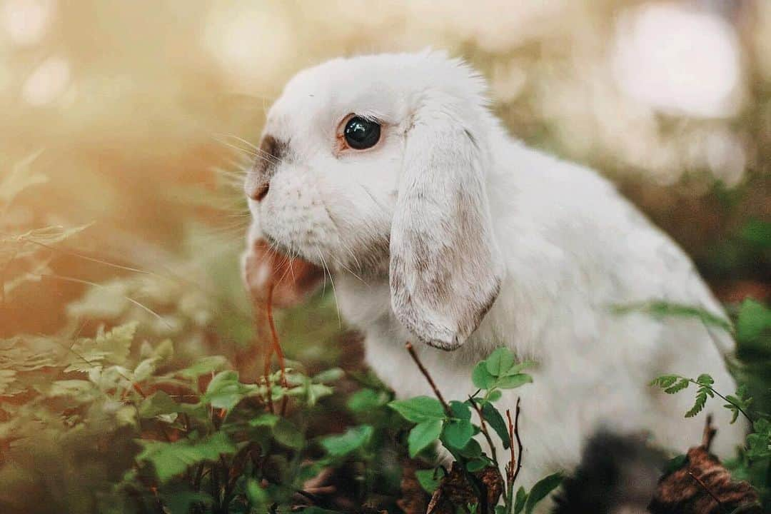 Exempel the bunnyさんのインスタグラム写真 - (Exempel the bunnyInstagram)「I dreamt about Exempel last night. In that dream I was going to bond my two new bunnies, Nyko and Navi. So I put Nyko on the floor and for some reason a travel cage stood on the floor as well. It was open and Nyko hopped in, and there was Exempel. Happy as ever. I got scared because I didn’t want them to fight, but they didn’t. They kissed each other and cuddled. And I remember just sitting there, thinking. Thinking about how I wish they could meet. Because they would probably love each other. I knew he was gone, but at the same time he wasn’t.  I probably dreamt about them since Nyko and Navi are fighting and I want them to be friends so bad.」1月17日 7時00分 - exempelthebunny