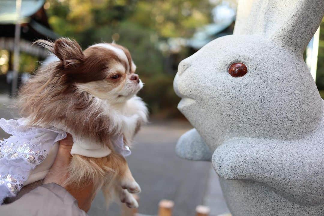 のインスタグラム：「* * うさぎさん こんにちは☺️💗 * * うさぎがいっぱいで とっても可愛い神社でした🐰💗💗⛩ * * Lychee💗🐰 * * #岡崎神社 #うさぎ #京都 #kyoto * #chihuahua#chihuahualove#dogstgram#dog#instadog#チワワ#チワワ大好き * *」