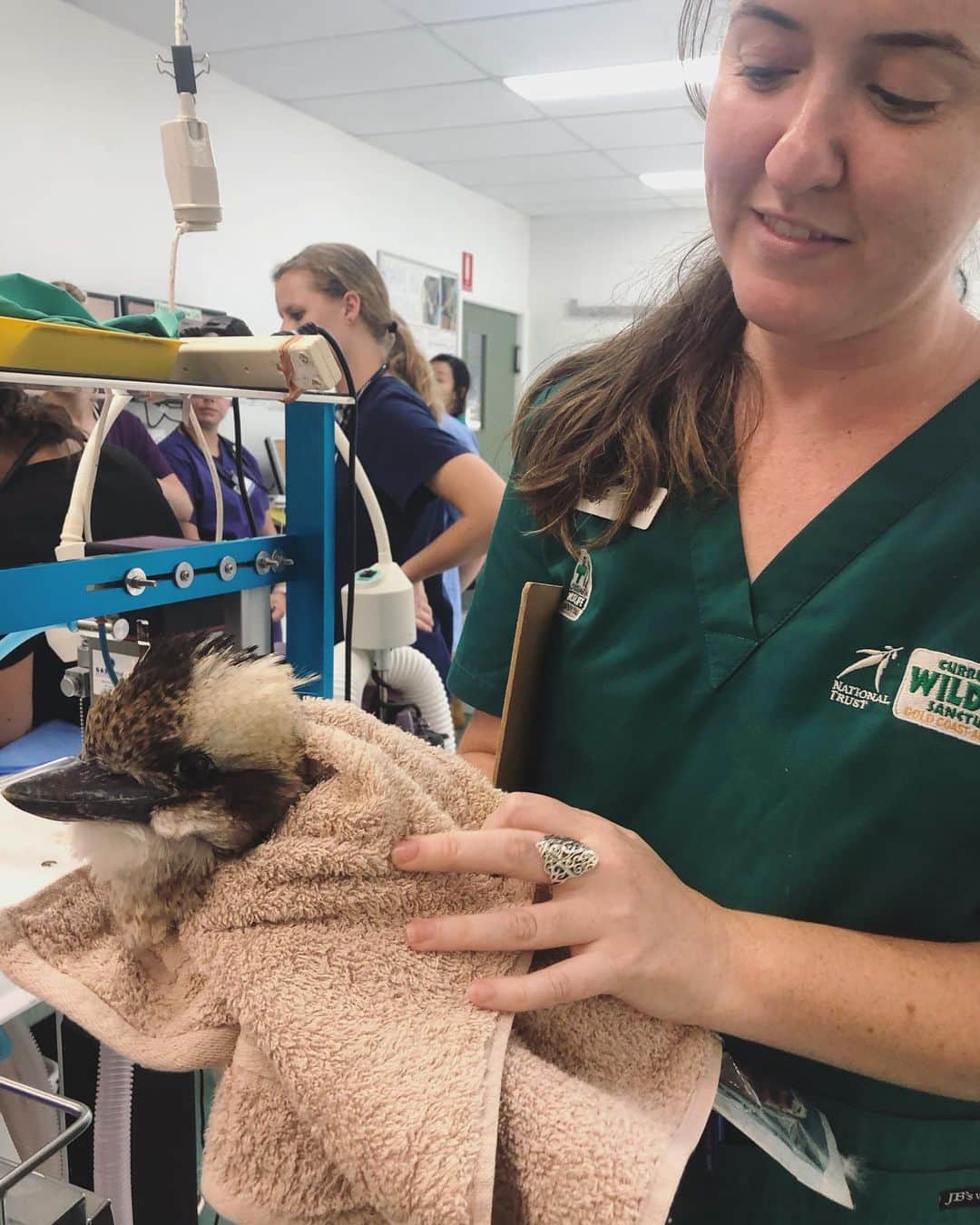 イザベル・ルーカスさんのインスタグラム写真 - (イザベル・ルーカスInstagram)「Like you all I’ve been so saddened by the amount of animals (over 1 billion) that lost their lives in the fires. I was offered a tour at @currumbinwildlifehospital to visit the little animals (all native wildlife), some burn victims and learn how they treat, rehabilitate, and release them back to the wild. 2019 was the busiest year on record with 12,198 admissions.  I am touched to learn that this incredible hospital stays afloat with simply community donations and support of volunteers. One of the busiest hospitals in the world. In 2008, there were 27 koala admissions, but in 2019: 600 koala admissions. Of course, in these turbulent times they will need so much support to maintain their work. At least 500 animals have been treated since the start of the bushfires and they expect the admissions to rise further as the dry conditions continue to impact native wildlife. If you feel inspired in any way, you can support via the GoFundMe link link in my bio - https://www.gofundme.com/f/save-our-koala-bushfire-victims.  Or if you want to visit this incredible place in person, I highly recommend it - http://currumbinwildlifehospital.org.au @currumbinwildlifehospital  THANK YOU FOR YOUR SUPPORT, LOVE & BLESSINGS.」1月17日 7時17分 - isabellucas