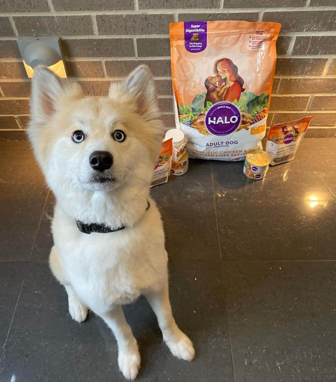 カルロス・コレアさんのインスタグラム写真 - (カルロス・コレアInstagram)「Get tails wagging for #TastyThursday with @halopets' #vegan recipe —made with the same essential nutrients found in diets with meat as the protein source. #sponsored」1月17日 7時19分 - teamcjcorrea