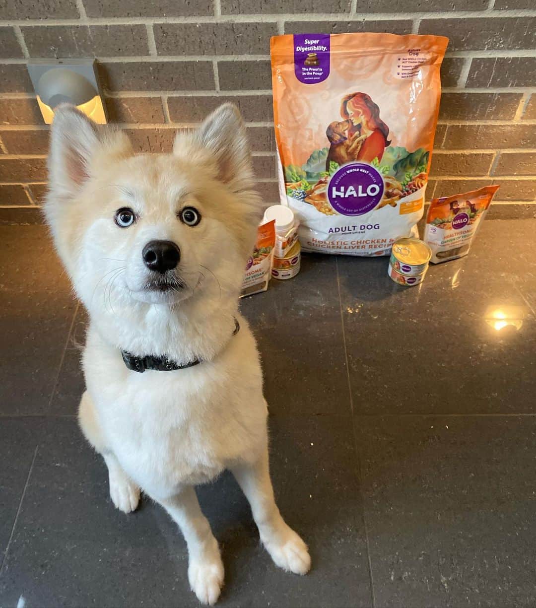 カルロス・コレアのインスタグラム：「Get tails wagging for #TastyThursday with @halopets' #vegan recipe —made with the same essential nutrients found in diets with meat as the protein source. #sponsored」