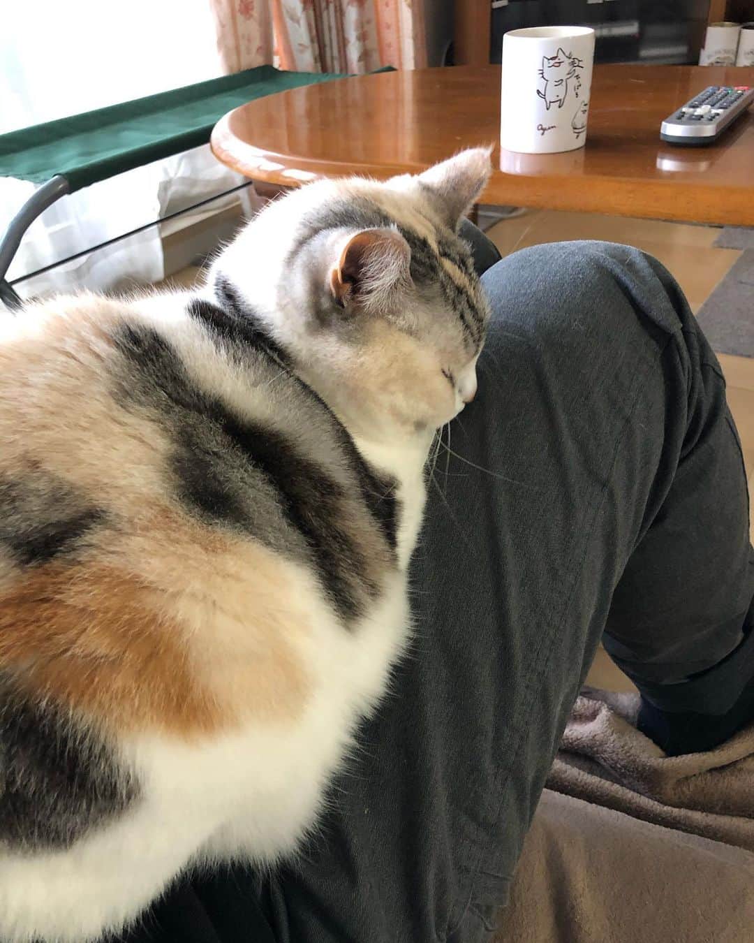 ホタテ＆クラム＆シラスのインスタグラム：「冬は朝から膝乗り猫 #cat #neko #ScottishFold #猫 #ねこ #スコティッシュフォールド #catstagram #instagram #instagramjapan #ig_japan #igersjp」
