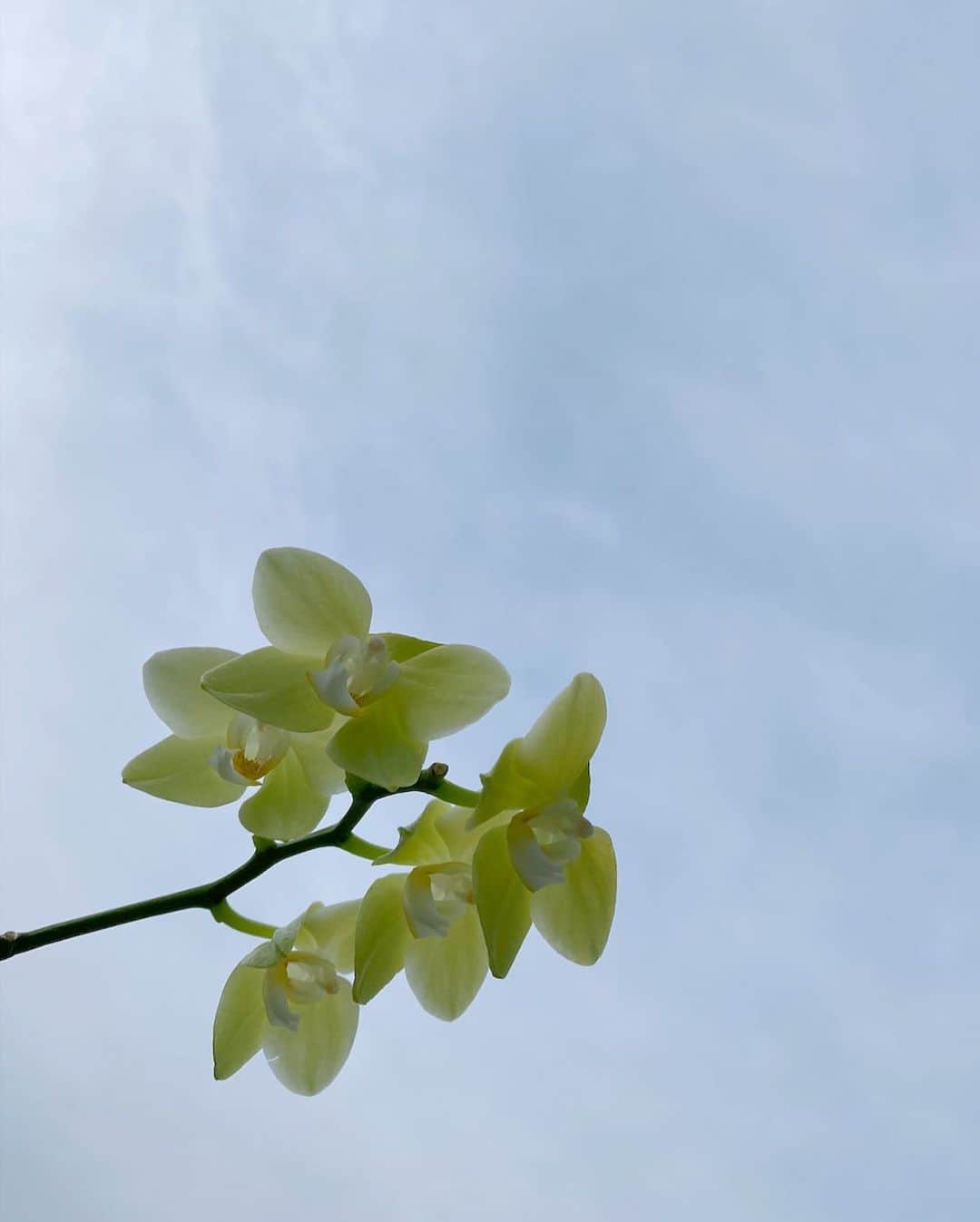 のインスタグラム：「空と花 何事もなく優しい一日でありますように。 阪神淡路大震災から25年 環境の問題がより深刻になってきていて自然災害が世界中で起きていて 自分自身の生活を見直す時だなと最近よく感じます。 いつもたくさんパワーを下さる美しい自然を守れるのは私たち 生活の中で微量でも、できる事からはじめてみようと思います 最近やってることは、レジ袋をもらわないこと☺︎ (古着を買うことも一つの方法なんだって) よし、今日も一日よろしくお願いします☺️🌷」