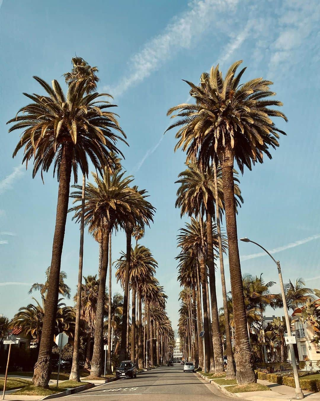 Camila Coelhoさんのインスタグラム写真 - (Camila CoelhoInstagram)「LA Mood🌴🌴 Coming Back home after a great productive working Thursday! ——— Voltando pra casa depois de um dia leve e produtivo de trabalho! (Parece bobagem mas Essas palmeiras e céu azul me trazem uma tranquilidade haha )」1月17日 9時21分 - camilacoelho