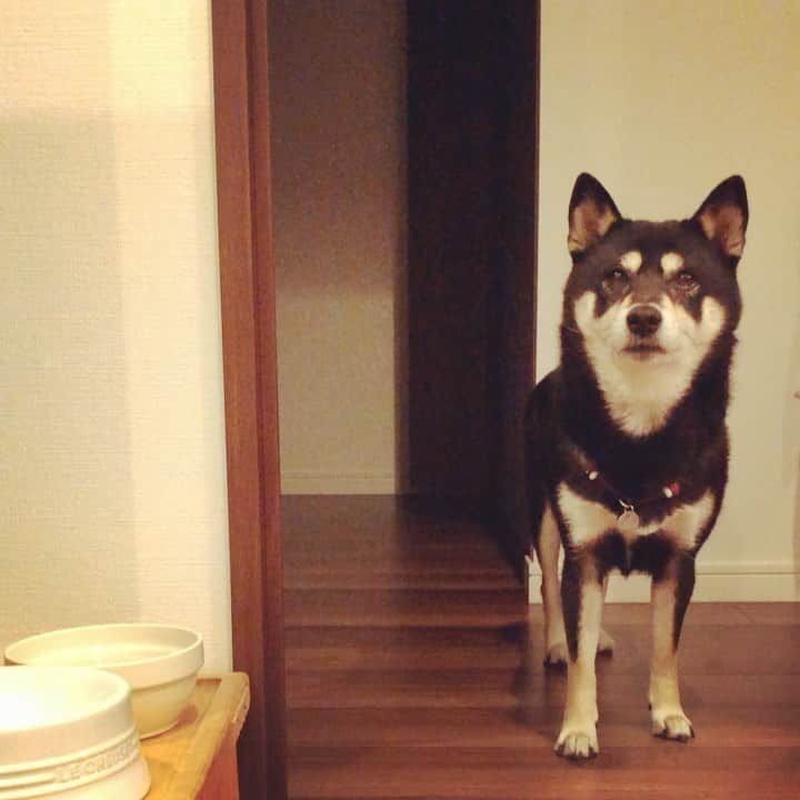 vo_coのインスタグラム：「🧒🏻🐶 寝室の攻防 クレートにいようがベッドの上にいようが、時と場所を問わず弟に奇襲を受けて、安寧の時を中々過ごせないこたつさん * #何度怒られても懲りないぼく #仲良きことは美しきかな  #こたつとぼくちゃん  #shibastagram #instashiba #shiba #shibainu #黒柴 #柴犬 #柴犬と子供」
