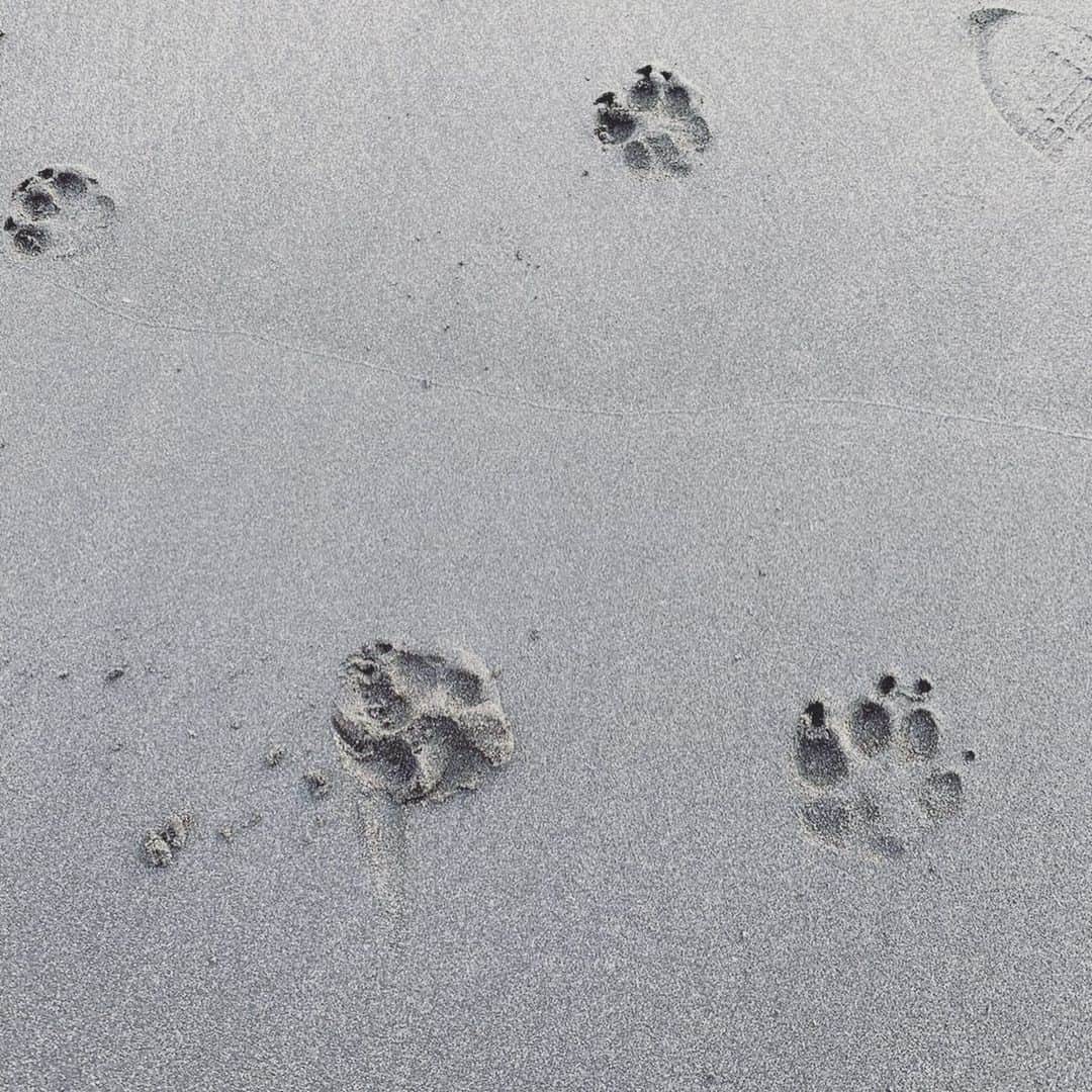 宮前真樹さんのインスタグラム写真 - (宮前真樹Instagram)「#大型犬と海 砂浜が楽しくてわくわくのエルマー 落ちている石の匂いを嗅いだり いつもは興味のない枝を拾ったり ずっとニコニコ嬉しそうな顔が見れました🐕💕 #weimaranerlonghaired  #weimaranerlove  #ワイマラナーロングヘアード  お誕生日へのメッセージをありがとうございます！ 嬉しくて1つ1つ噛み締めて読みました。 昔から気にかけてくれている皆さま お仕事でお世話になっている皆さま エルマーを通じて出会えた皆さま ここを覗いてくれている皆々さま いつも有難うございます！ #感謝の気持ち #47歳スタート #私記録 #エルマーの記録 ・ ・ ストーリーの方でお知らせしています！ @martina_organic  マルティナスキンケアセミナーのビギナー編で スキンケアモデルで参加させていただきます♡ 私も日頃から愛用しているマルティナのスキンケア より効果的な使い方を @caoleclat さんに教えていただきます！ 楽しみー 完全スッピン晒します笑 ・ もう予約いっぱいかも そしたらキャンセル待ちになりますが ご興味ある方はお問い合わせ下さい。」1月17日 9時33分 - miyamaemaki0116
