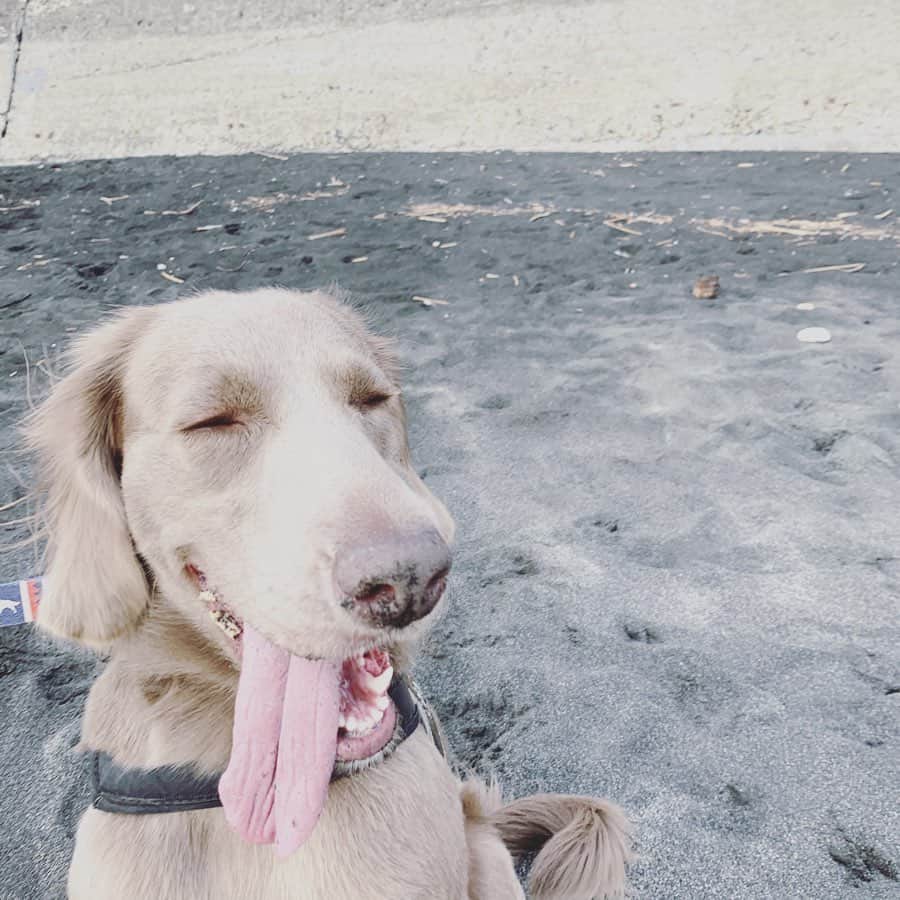 宮前真樹さんのインスタグラム写真 - (宮前真樹Instagram)「#大型犬と海 砂浜が楽しくてわくわくのエルマー 落ちている石の匂いを嗅いだり いつもは興味のない枝を拾ったり ずっとニコニコ嬉しそうな顔が見れました🐕💕 #weimaranerlonghaired  #weimaranerlove  #ワイマラナーロングヘアード  お誕生日へのメッセージをありがとうございます！ 嬉しくて1つ1つ噛み締めて読みました。 昔から気にかけてくれている皆さま お仕事でお世話になっている皆さま エルマーを通じて出会えた皆さま ここを覗いてくれている皆々さま いつも有難うございます！ #感謝の気持ち #47歳スタート #私記録 #エルマーの記録 ・ ・ ストーリーの方でお知らせしています！ @martina_organic  マルティナスキンケアセミナーのビギナー編で スキンケアモデルで参加させていただきます♡ 私も日頃から愛用しているマルティナのスキンケア より効果的な使い方を @caoleclat さんに教えていただきます！ 楽しみー 完全スッピン晒します笑 ・ もう予約いっぱいかも そしたらキャンセル待ちになりますが ご興味ある方はお問い合わせ下さい。」1月17日 9時33分 - miyamaemaki0116