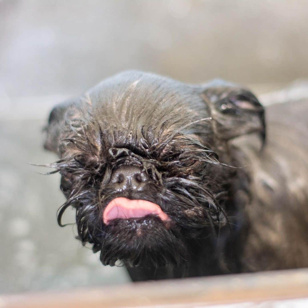 Digby & Aloのインスタグラム：「When you get in the shower ahead of your hot date and they cancel after you already wet your hair.」