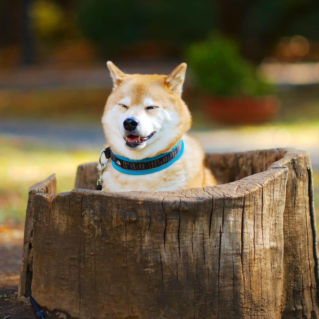 まる（まるたろう）さんのインスタグラム写真 - (まる（まるたろう）Instagram)「Good morning!✨🐶☺️✨おはまる〜　寒い朝は温泉に限るね〜 #風邪ひいちゃうから肩までつからないとね #ママに怒られちゃうから😊 #あるよ #肩 #まる温泉」1月17日 9時49分 - marutaro