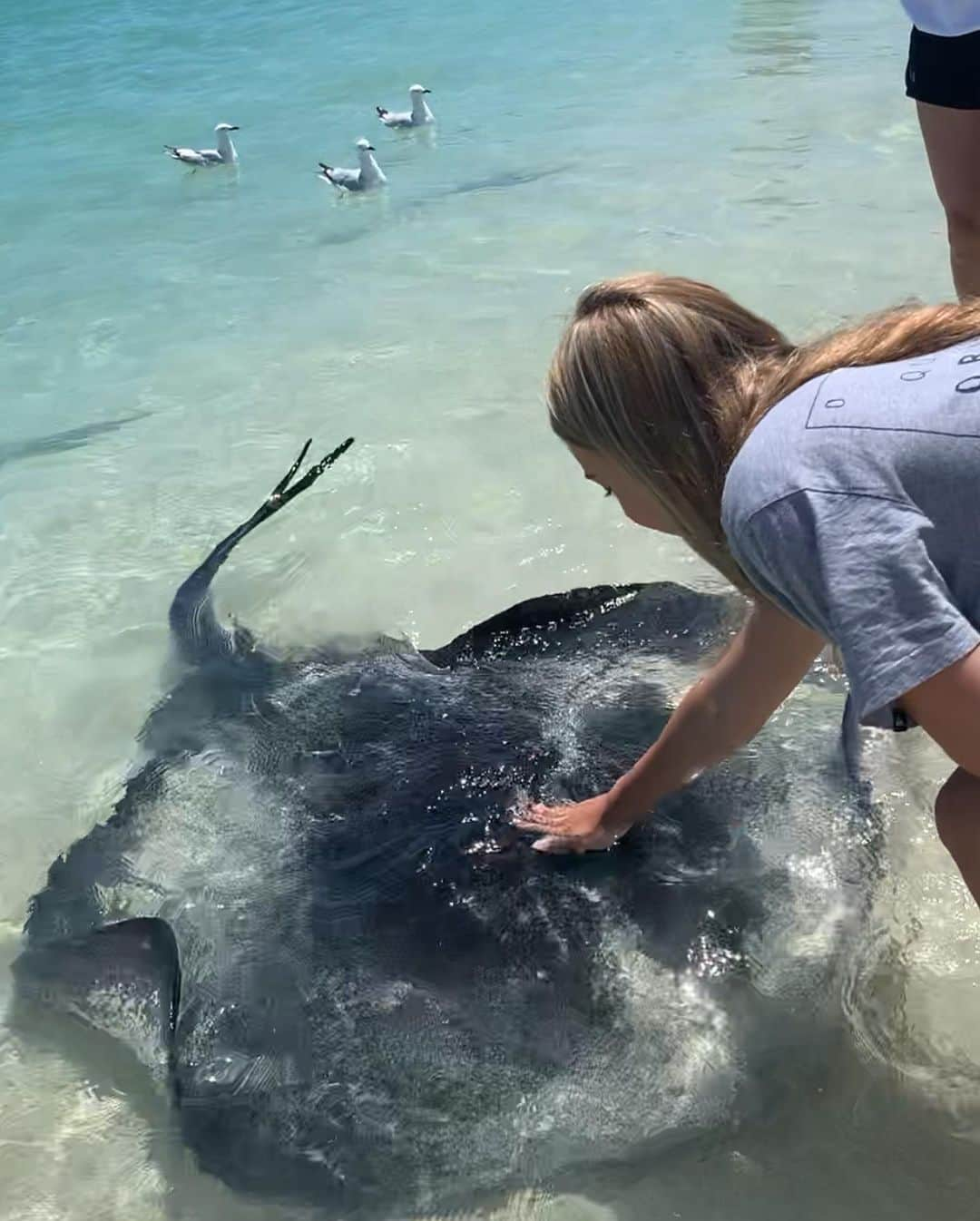 Indi Woollardさんのインスタグラム写真 - (Indi WoollardInstagram)「stingrays are cool🤪」1月17日 10時09分 - indiawoollard