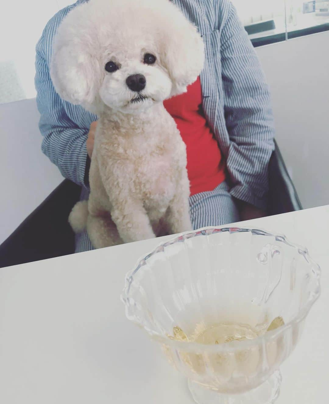 加藤綾菜さんのインスタグラム写真 - (加藤綾菜Instagram)「やば❤️ 可愛い😍 #愛犬」1月17日 10時28分 - katoayana0412