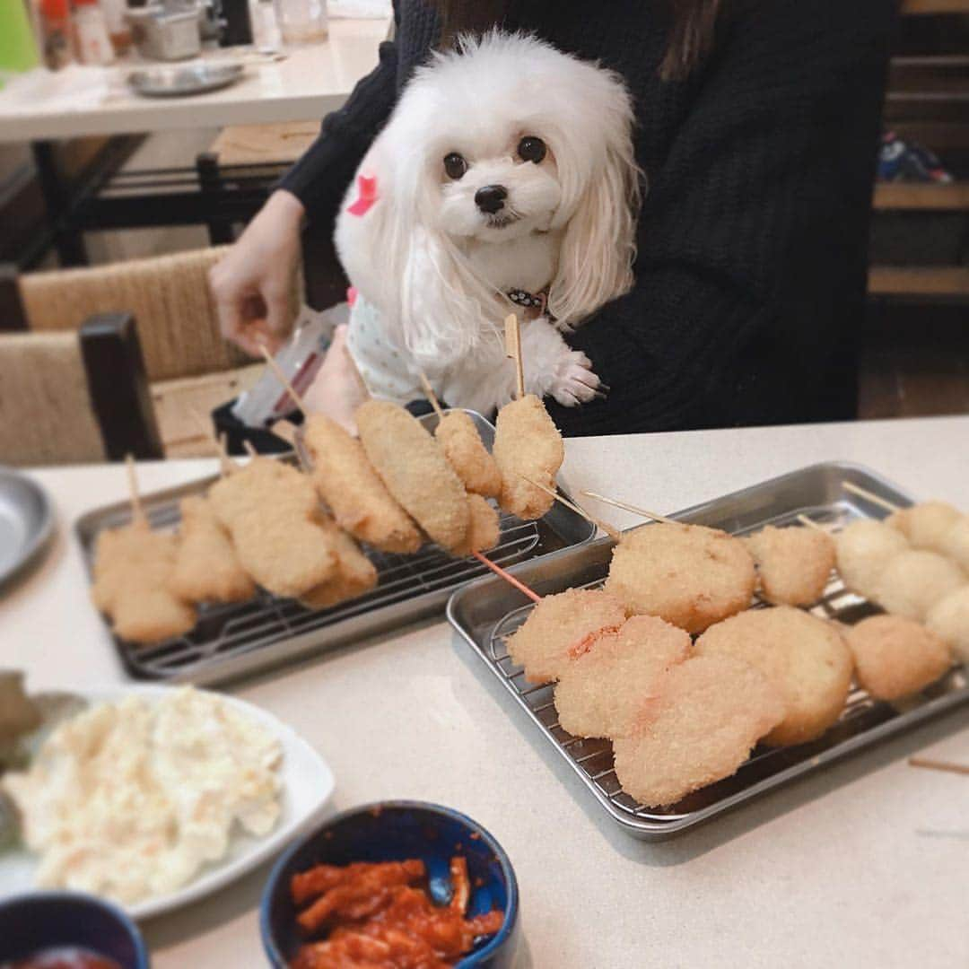 串カツ田中さんのインスタグラム写真 - (串カツ田中Instagram)「. @nico04100410 さんより ご来店ありがとうございます！ . 飼い主さんのお膝に座ってお利口さん🐶 わんちゃんと一緒にご飯は楽しいですよね♪ ぜひまたのご来店お待ちしております！ . ※ペット同伴可能店舗についてはHPよりご確認ください。 ----------------------------------------------------- ニコも一緒に串カツ屋さんへ🤩✨ ----------------------------------------------------- . みなさんも #串カツ田中 で投稿してみてくださいね。投稿いただいた素敵なお写真を、串カツ田中の公式アカウントでご紹介させていただいております！ . . #串カツ#串カツ田中#2度づけ禁止#揚げたて#大阪伝統の味 #東京グルメ#大阪グルメ#福岡グルメ#グルメ好きな人と繋がりたい#名古屋グルメ#関西グルメ #グルメ巡り#ぐるめ#グルメな人と繋がりたい#インスタグルメ#わんちゃん🐶#犬すたぐらむ#美味しいごはん#おいしかったよ#犬のいるくらし#わんだらけ#わんこ服#ペット可#ワンすたぐらむ#わんちゃん好き#いぬがいる生活#わんちゃんの洋服#おなかいっぱいだ#わんこのいるくらし#ペット同伴OK」1月17日 10時20分 - kushikatsu_tanaka