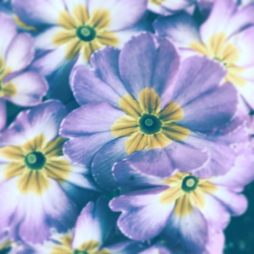 のインスタグラム：「#flower #flowersoflife #friday #iaminlove」