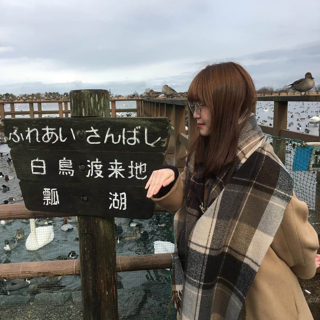 Nao☆ さんのインスタグラム写真 - (Nao☆ Instagram)「コケコッコ〜!!! 白鳥の図🦢  #瓢湖 #白鳥 #新潟」1月17日 10時54分 - nao_ngc