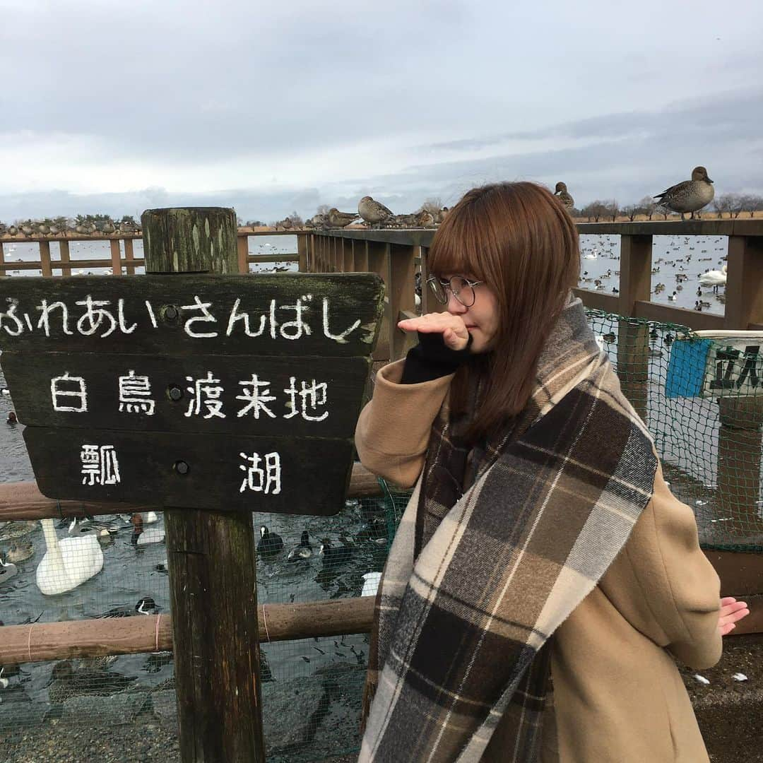 Nao☆ さんのインスタグラム写真 - (Nao☆ Instagram)「コケコッコ〜!!! 白鳥の図🦢  #瓢湖 #白鳥 #新潟」1月17日 10時54分 - nao_ngc