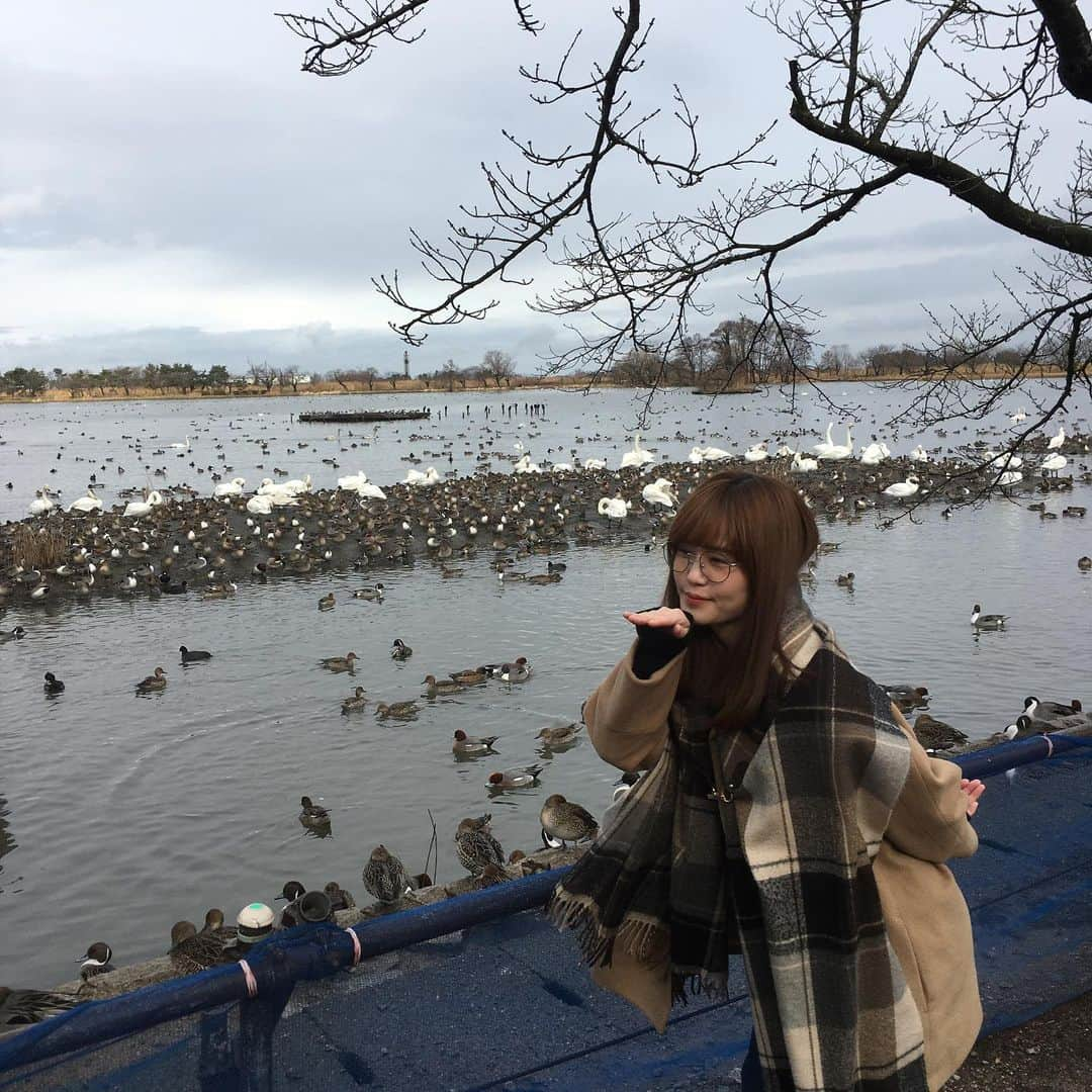 Nao☆ さんのインスタグラム写真 - (Nao☆ Instagram)「コケコッコ〜!!! 白鳥の図🦢  #瓢湖 #白鳥 #新潟」1月17日 10時54分 - nao_ngc