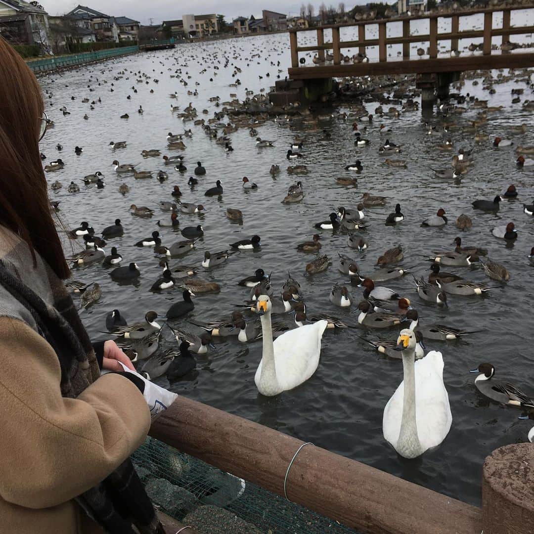 Nao☆ さんのインスタグラム写真 - (Nao☆ Instagram)「見つめ合うと素直にお喋り出来ない。  #白鳥 #瓢湖 #新潟」1月17日 10時50分 - nao_ngc