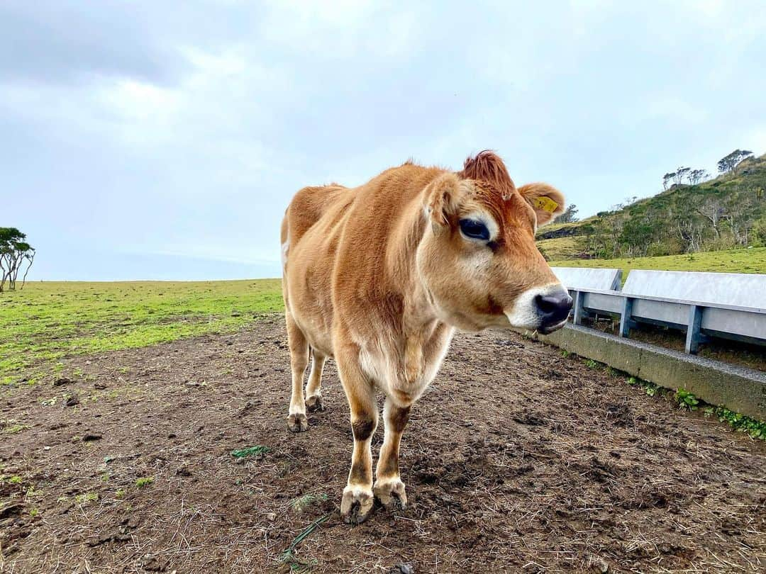 神宮 若奈さんのインスタグラム写真 - (神宮 若奈Instagram)「ふれあい牧場🐮💗 . . 八丈島ついたらすぐ行くのが ふれあい牧場✨ . 八丈富士も近くて綺麗に見られて 空港も島も上から一望できる 素敵な場所なの🥰 . . わかなちゃんっていう牛もいて(6枚目) 屁っ放り腰になりながら 餌をあげたよ😂😂😂 . いつもいつも空気が澄んでいて 清々しい気持ちになる💗 . . 初日のランチは 八丈島観光大使(自称w)の 親友ちゃんにおすすめしてもらって 私もハマっている 💗音屋のマーボー麺💗 (1番最後の写真) . 他のメニューも美味しいけど マーボー麺はどこよりも 絶品だからぜひ食べて見てね💗 . #ふれあい牧場 #八丈島  #八丈島観光大使 #hachijojima  #親友ちゃん観光大使に認定してほしい #音屋 #マーボー麺 #日本一 #美味しい #八丈島観光  #八丈島グルメ  #八丈島旅行  #八丈富士 #八丈島空港 #wakanastyle #wakanabody #iPhone11pro #画質良すぎ」1月17日 10時59分 - jinguwakana