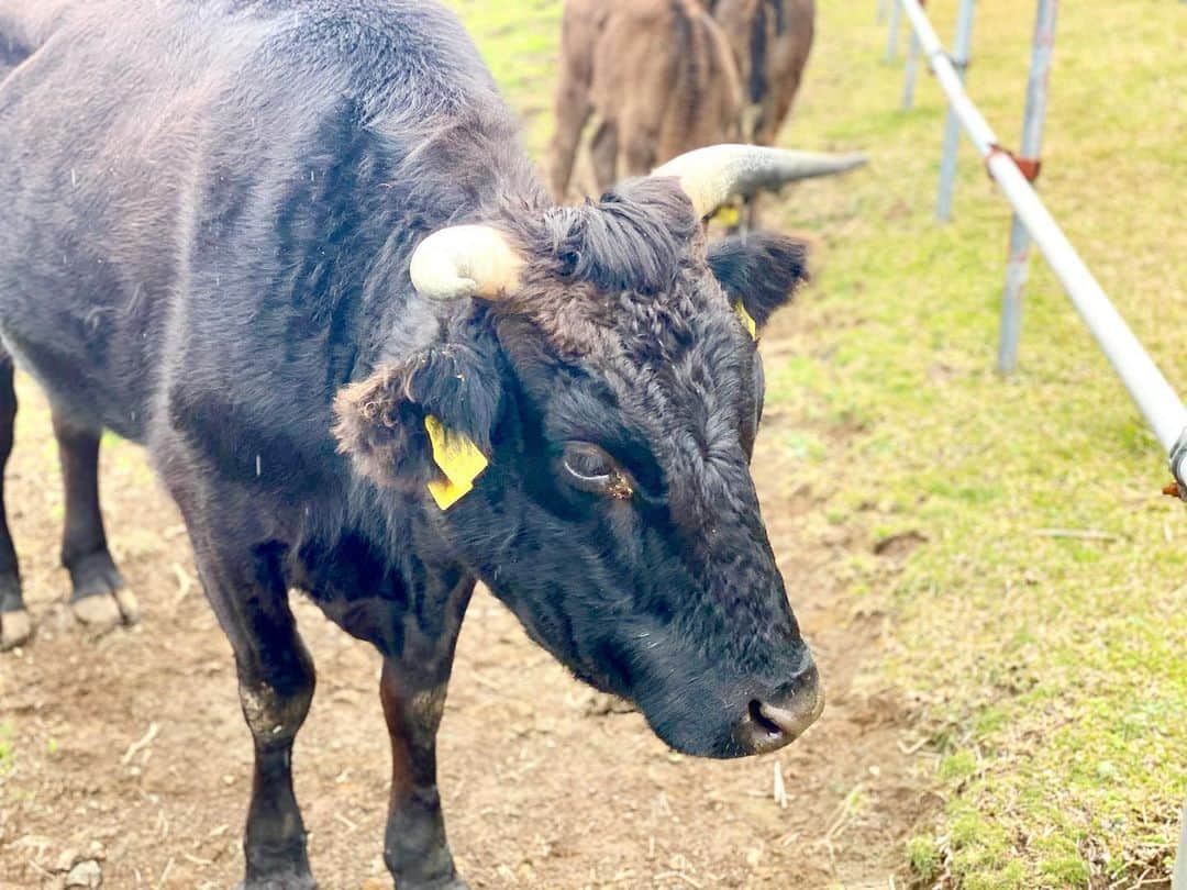 神宮 若奈さんのインスタグラム写真 - (神宮 若奈Instagram)「ふれあい牧場🐮💗 . . 八丈島ついたらすぐ行くのが ふれあい牧場✨ . 八丈富士も近くて綺麗に見られて 空港も島も上から一望できる 素敵な場所なの🥰 . . わかなちゃんっていう牛もいて(6枚目) 屁っ放り腰になりながら 餌をあげたよ😂😂😂 . いつもいつも空気が澄んでいて 清々しい気持ちになる💗 . . 初日のランチは 八丈島観光大使(自称w)の 親友ちゃんにおすすめしてもらって 私もハマっている 💗音屋のマーボー麺💗 (1番最後の写真) . 他のメニューも美味しいけど マーボー麺はどこよりも 絶品だからぜひ食べて見てね💗 . #ふれあい牧場 #八丈島  #八丈島観光大使 #hachijojima  #親友ちゃん観光大使に認定してほしい #音屋 #マーボー麺 #日本一 #美味しい #八丈島観光  #八丈島グルメ  #八丈島旅行  #八丈富士 #八丈島空港 #wakanastyle #wakanabody #iPhone11pro #画質良すぎ」1月17日 10時59分 - jinguwakana