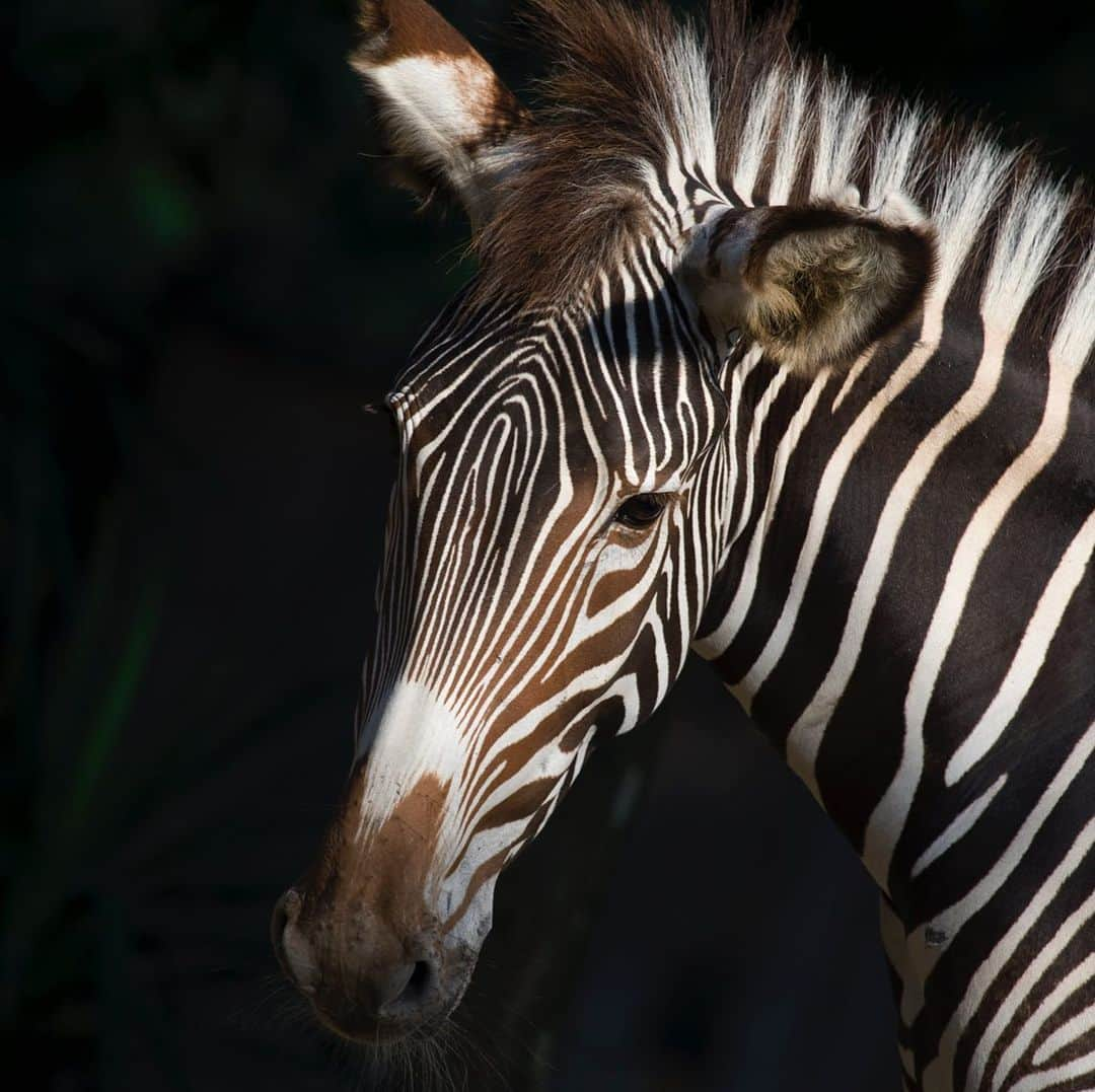 スミソニアン国立動物園さんのインスタグラム写真 - (スミソニアン国立動物園Instagram)「🦓🎉 Celebrate #InternationalZebraDay by learning all about the largest of these striped equids: the Grevy’s zebra! >>s.si.edu/31aqYu7. (Link in bio.) 👋 Stop by Cheetah Conservation Station to meet Moyo during your next visit. Don’t miss Meet-a-Zebra encounters @ 2 p.m. on Sat/Sun!」2月1日 5時29分 - smithsonianzoo