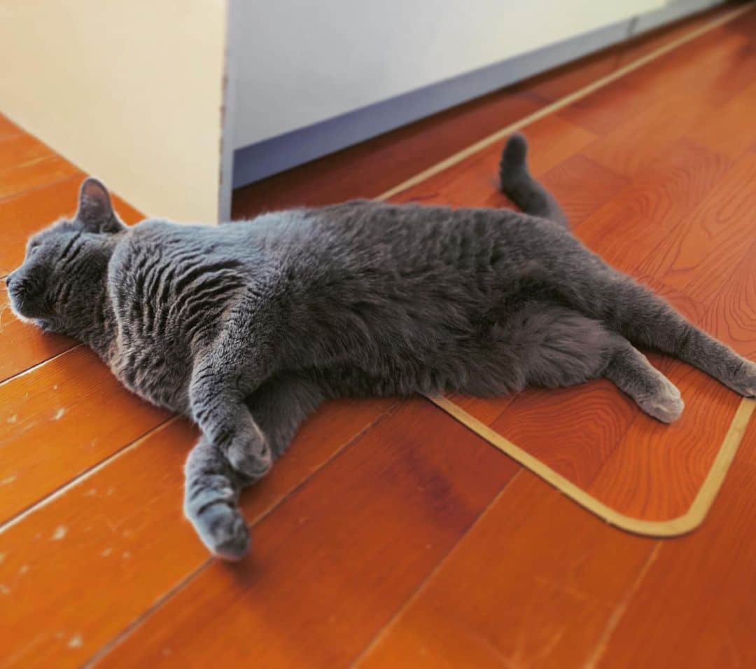 チキン南蛮カレーのルウ王子のグルメインスタ