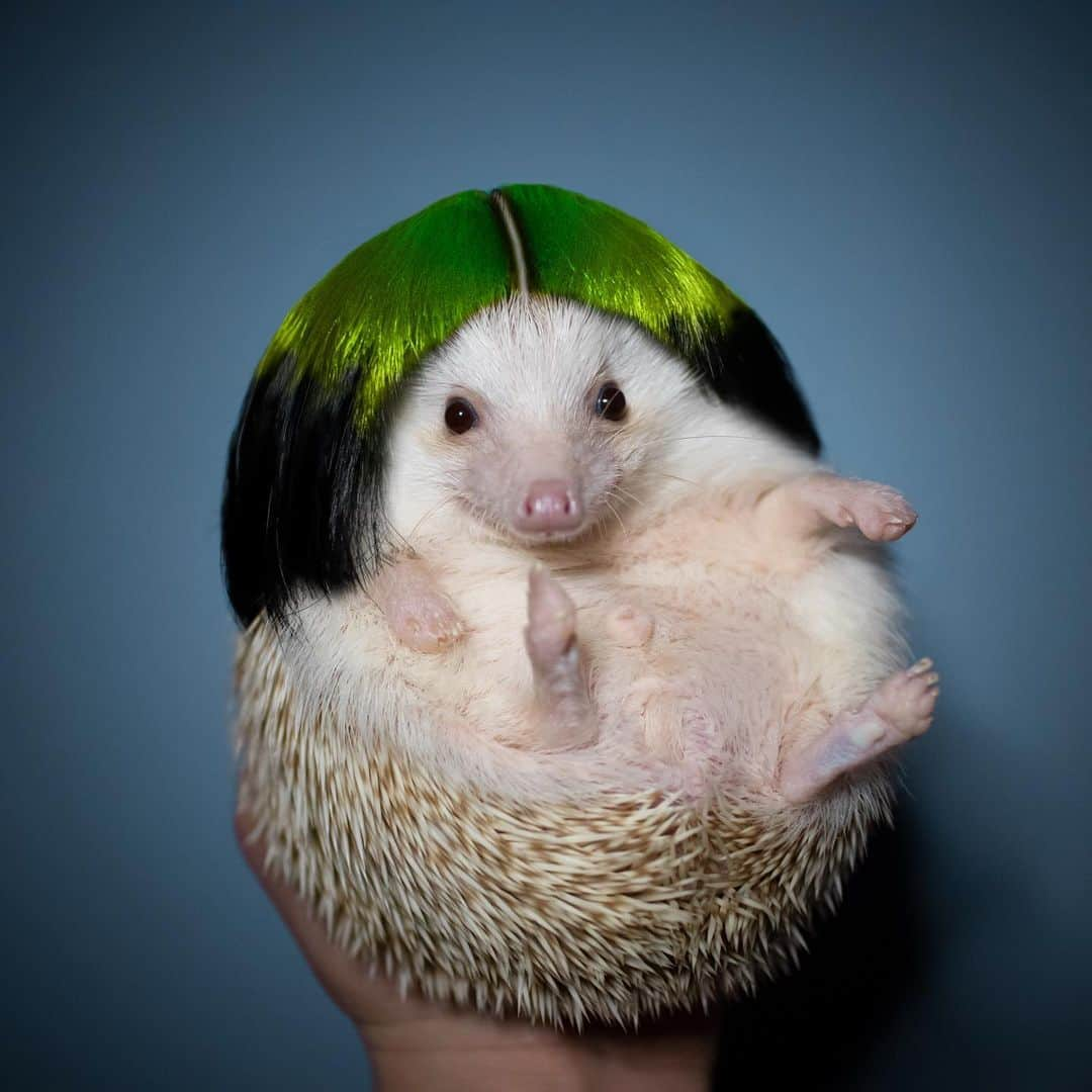 ダーシーさんのインスタグラム写真 - (ダーシーInstagram)「I'm Hedgie Hoglish, duh💚 *edited」1月31日 22時29分 - darcytheflyinghedgehog