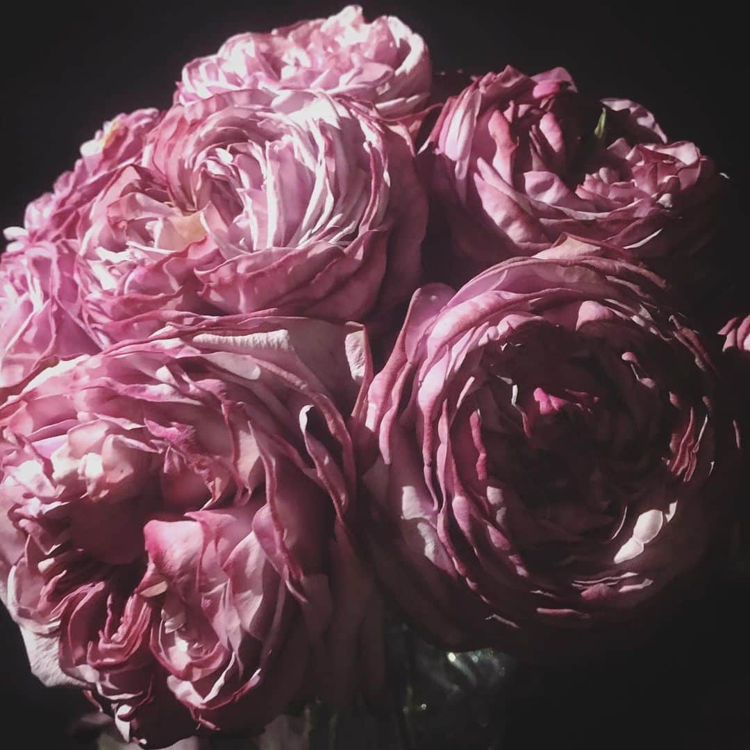 畑野ひろ子さんのインスタグラム写真 - (畑野ひろ子Instagram)「エレガントかつゴージャスなバラ【グランバーツ】  #flower #flowers #rose #グランバーツ #pinkroses」1月31日 23時03分 - hiroko_hatano_