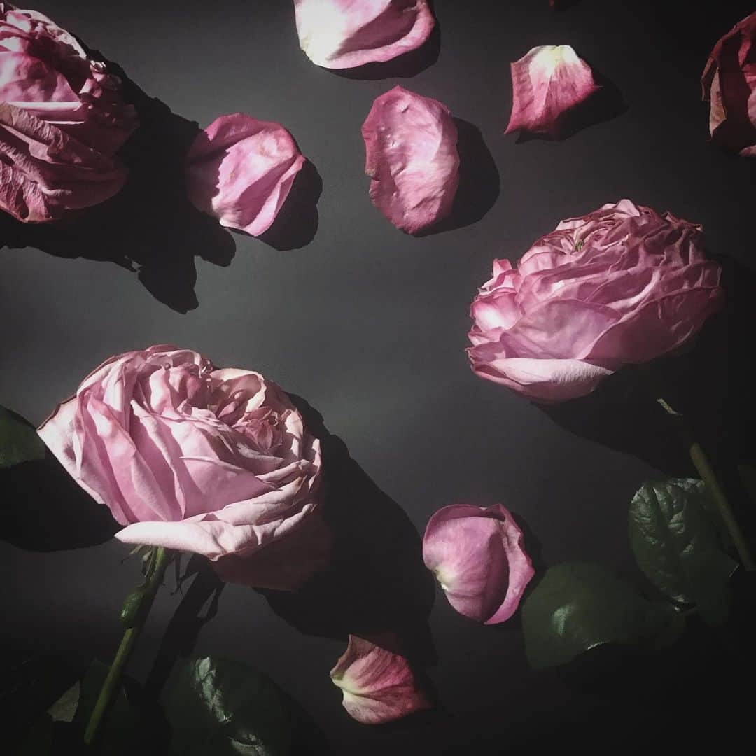 畑野ひろ子のインスタグラム：「エレガントかつゴージャスなバラ【グランバーツ】  #flower #flowers #rose #グランバーツ #pinkroses」