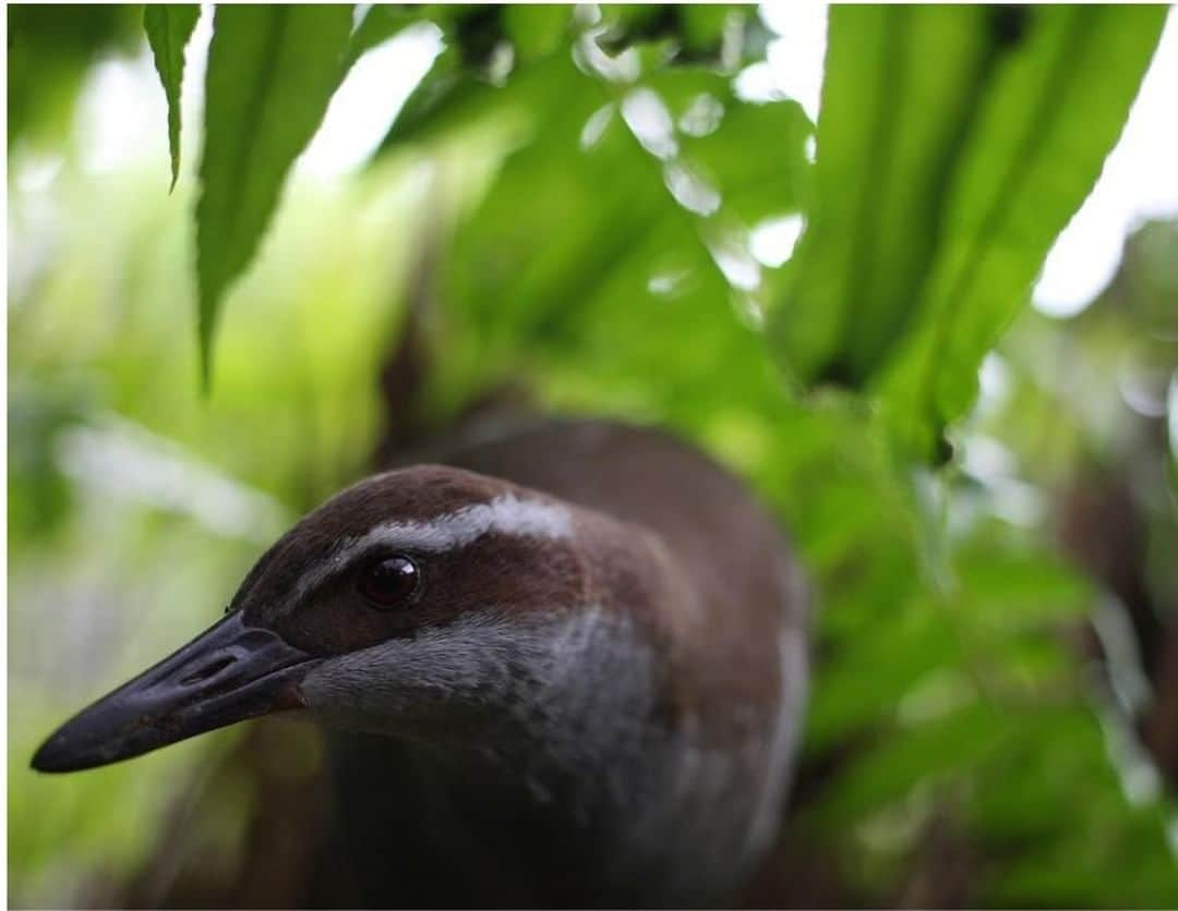 スミソニアン国立動物園さんのインスタグラム写真 - (スミソニアン国立動物園Instagram)「The Guam rail, referred to locally as the ko'ko', was once a common bird with an estimated 60,000 to 80,000 birds in Guam during the late 1960s and early 1970s. However, the species was almost lost entirely due to predation by the invasive brown tree snake (Boiga irregularis). After being extinct in the wild for more than 30 years, the birds are living on snake free islands and their status has been upgraded to critically endangered!  There are no large snakes native to Guam, so the birds, or avifauna, that lived there did not stand a chance against the arboreal predators. In a relatively short time period, the snake spread across the island and wiped out 10 of the 12 species of forest birds, several of which were endemic.  The brown tree snake also caused the disappearance of six of 11 native lizards and two of three native bat species.  Guam’s birds are like gardeners. As they move through the forest, they disperse the seeds of the fruit and plants they consume. When the birds began disappearing, so did the forest. There is now less diversity in the species of trees that grow and the forests are thinning. Although trees have suffered, spider populations have exploded because there are no birds to prey upon the insects.  The effort to save the Guam rail began in the early 1980s when biologists from Guam’s Department of Aquatic and Wildlife Resources captured the last 17 birds to start a breeding and recovery program. One of the first transfers of birds from Guam to the mainland United States occurred in 1985, when 12 birds were brought to the Smithsonian Conservation Biology Institute.  The first bird releases on Rota, which does not have brown tree snakes, were in 1989 to 1990. Now there are around 200 birds living on the island, and more importantly, they are producing their own offspring.  Though it may seem like 200 Guam rails in the wild is not very many, they symbolize hope for the species. Guam DAWR and their partners will continue to work with the 170 birds still in human care to hatch more chicks that will be candidates for release on Rota and Cocos Islands. #Guam #GuamRail #Koko #Birds #WeSaveSpecies #EarthOptimism」1月31日 23時06分 - smithsonianzoo