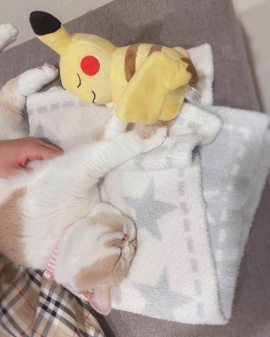 阿部マリアさんのインスタグラム写真 - (阿部マリアInstagram)「🍼💭🌠 #catstagram #みるくたん🐈」1月31日 23時15分 - _abedesu