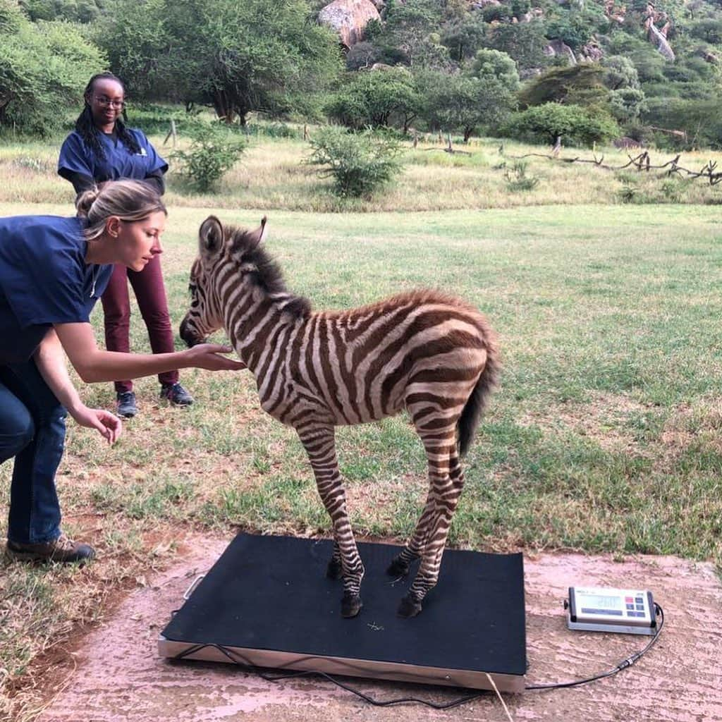 スミソニアン国立動物園さんのインスタグラム写真 - (スミソニアン国立動物園Instagram)「🦓In honor of #InternationalZebraDay, here’s a photo of Dr. Kamau (first photo) and Dr. Milnes (second and third photos) with our global health program assisting our partners at @mpalalive Research Centre in Kenya to rescue an orphaned plains zebra foal. The foal was found wandering alone in the nearby community. Rangers from Mpala transported the foal to our partners at Ol Jogi Wildlife Conservancy where she is being cared for by dedicated keepers in their wildlife rescue center. She is fed milk six times every day and being weighed to make sure she is growing and gaining weight. #PlainsZebra #Kenya #Zebra #ZebraFoal #WeSaveSpecies . . . As part of an on-going collaborative partnership between @Kenyawildlifeservice, @AolJogi, @mpalalive and the Smithsonian Conservation Biology Institute, and with core program support from @MorrisAnimal and the Keller family, these field veterinarians tend to wildlife emergencies, conduct critical research in wildlife disease and conservation issues, and provide hands-on training for future generations of wildlife professionals.」1月31日 23時34分 - smithsonianzoo