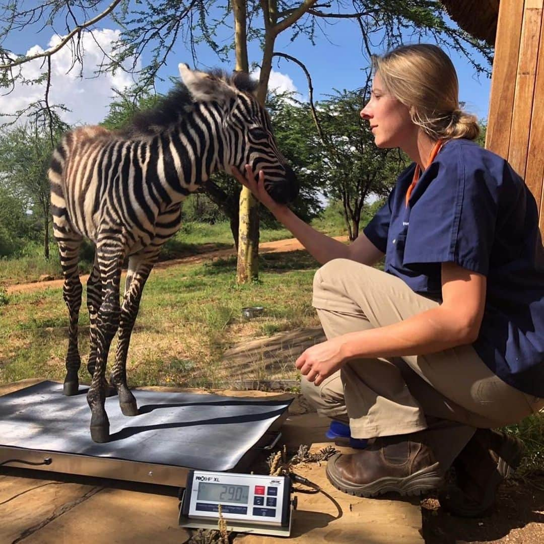 スミソニアン国立動物園さんのインスタグラム写真 - (スミソニアン国立動物園Instagram)「🦓In honor of #InternationalZebraDay, here’s a photo of Dr. Kamau (first photo) and Dr. Milnes (second and third photos) with our global health program assisting our partners at @mpalalive Research Centre in Kenya to rescue an orphaned plains zebra foal. The foal was found wandering alone in the nearby community. Rangers from Mpala transported the foal to our partners at Ol Jogi Wildlife Conservancy where she is being cared for by dedicated keepers in their wildlife rescue center. She is fed milk six times every day and being weighed to make sure she is growing and gaining weight. #PlainsZebra #Kenya #Zebra #ZebraFoal #WeSaveSpecies . . . As part of an on-going collaborative partnership between @Kenyawildlifeservice, @AolJogi, @mpalalive and the Smithsonian Conservation Biology Institute, and with core program support from @MorrisAnimal and the Keller family, these field veterinarians tend to wildlife emergencies, conduct critical research in wildlife disease and conservation issues, and provide hands-on training for future generations of wildlife professionals.」1月31日 23時34分 - smithsonianzoo