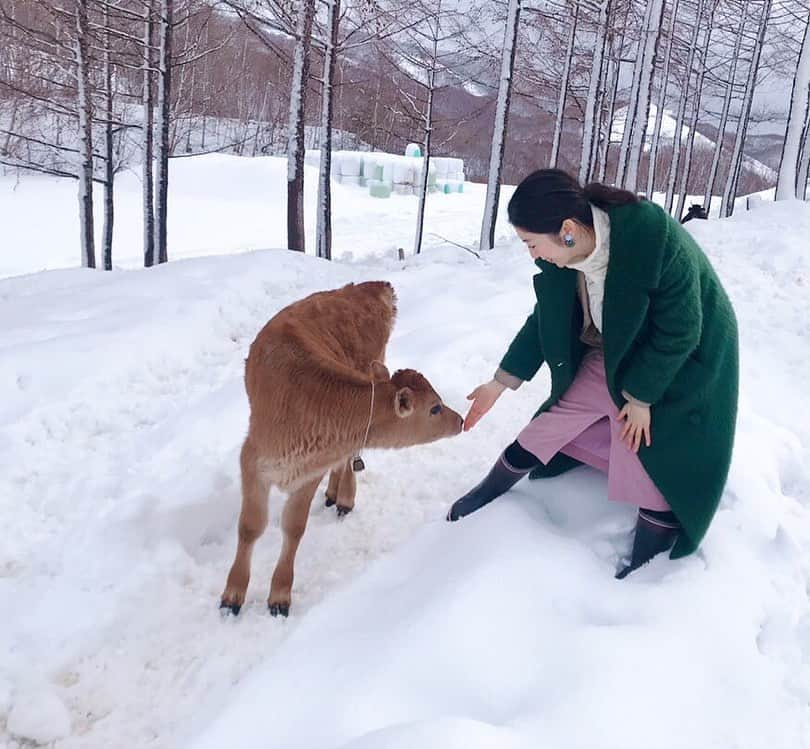 名越涼子さんのインスタグラム写真 - (名越涼子Instagram)「結ばれたと思ってからフラれるまで。  #ツンデレ #デレツン #仔牛 #仔牛ちゃんと繋がりたい ・ （仔牛ちゃんと繋がりたい....?!） ・ ・ バンビのようなくりくりお目目。 可愛いから許す😤 ・  マイナビ農業の取材で 岩手県は岩泉町のなかほら牧場へ。  全国でも珍しい #山地酪農　を実践しているところ。  この牧場の #グラスフェッドバター　に惚れ込み いつか絶対に取材しようと思ってたところ。  大自然の中の牛さんたちは とてものびのび、気持ちよさそう。  一一一一一一一一 #なかほら牧場  #岩手#岩泉町#iwate #牧場#farm#農業 #農業女子#取材 #cow#cowgirl#放牧 #milk#牛乳 #可愛い#kawaii #お目目くりくり #萌え#大自然#大自然満喫」2月1日 0時03分 - nagoshi_ryo