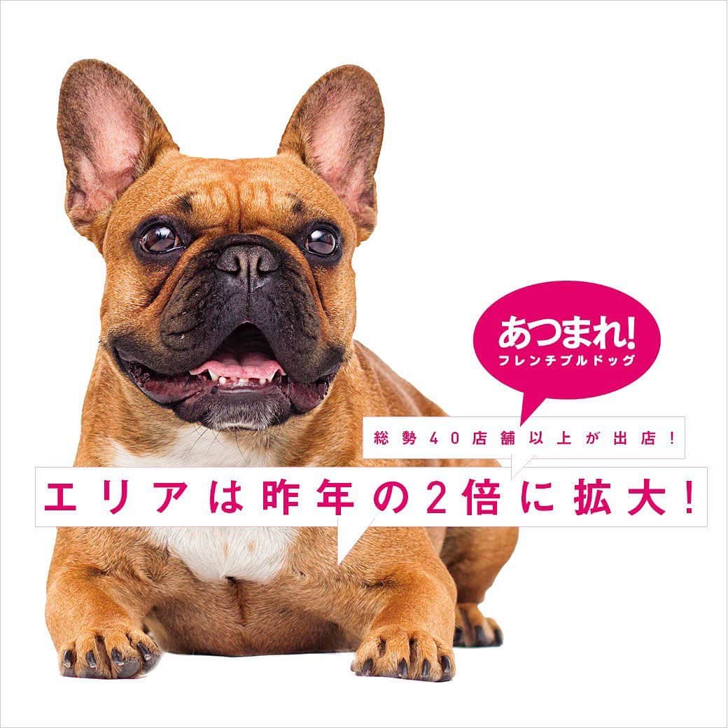 French Bulldog Lifeのインスタグラム
