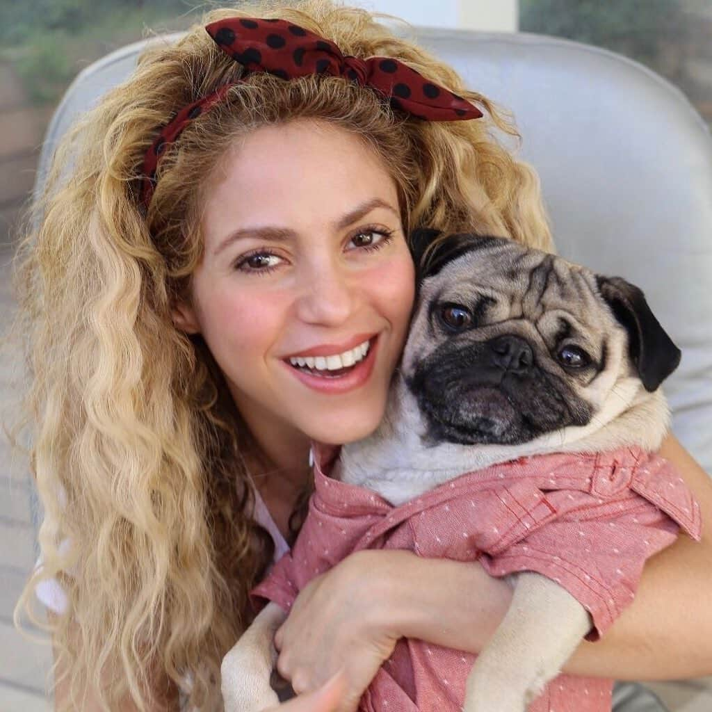 itsdougthepugさんのインスタグラム写真 - (itsdougthepugInstagram)「“Our hips don’t lie @shakira” -Doug • I can’t wait to watch my friend @shakira perform the Super Bowl Halftime!」2月1日 1時51分 - itsdougthepug