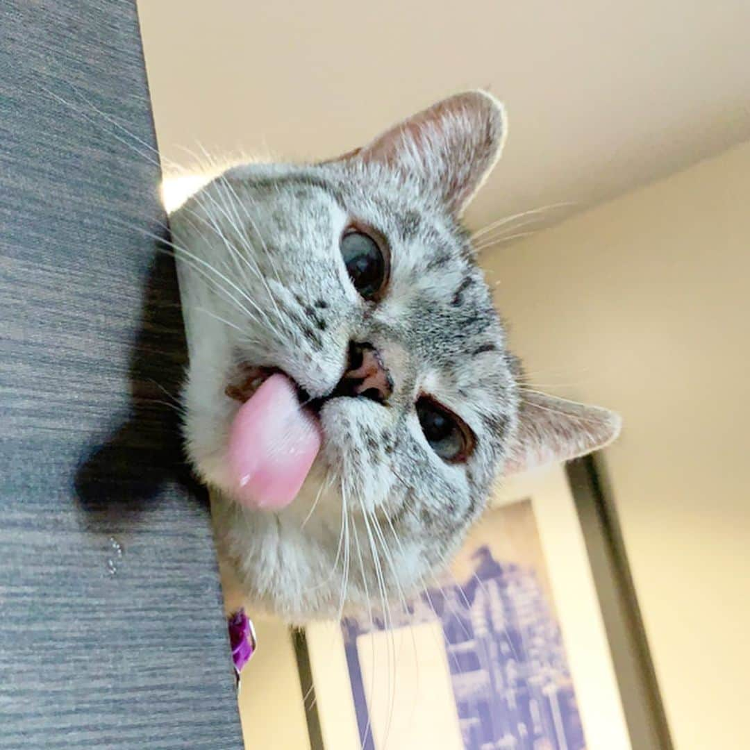 nala_catさんのインスタグラム写真 - (nala_catInstagram)「Trying to be silly to make you smile 😊 Smile everyday ❤️ #TGIF #silly #tongueout」2月1日 2時03分 - nala_cat