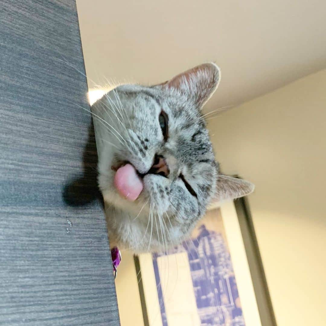 nala_catさんのインスタグラム写真 - (nala_catInstagram)「Trying to be silly to make you smile 😊 Smile everyday ❤️ #TGIF #silly #tongueout」2月1日 2時03分 - nala_cat
