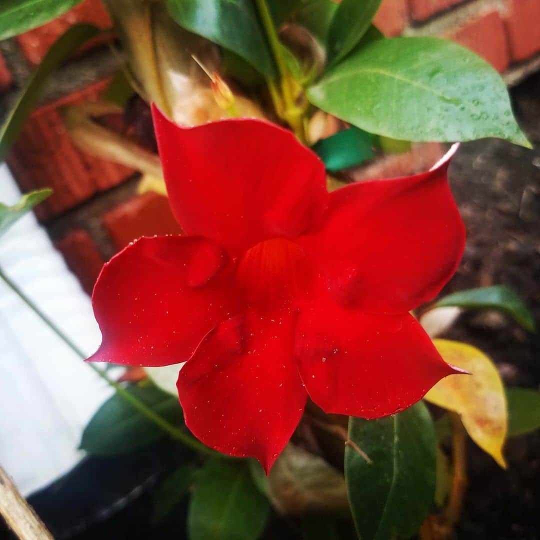のインスタグラム：「Not sure what this dude is called but it's a climber 🥀🥀🌷🌷⚘⚘ #GASOLINEGARDEN #ILOVEGARDENS #GARDENSRULE #GARDENCHURCH #GARDENPARTY #GARDENMAGIC #AVANTGARDEN #GARDENS #GARDENGANGSTER #GARDEN #GRADENLIFE #GARDENER #GARDENTIME  #GARDENING #VEGETABLEGARDEN #FLOWERS #SUCCULENTS  #PLANTS  #CACTUS #AYEARINFLOWERS  #shadowhills  #THANKYOU #THANKFUL  #GRATEFUL  @gasolineglamour  #gasolineglamour @nicksnursery  #NICKSNURSERY」