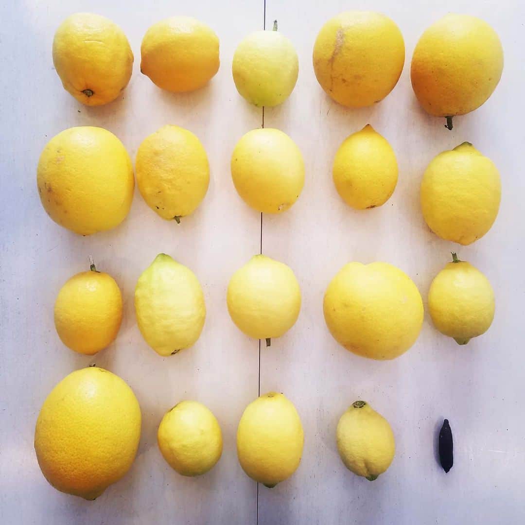 のインスタグラム：「First lemons of #2020 + 1FINGERLIME 🍋🍋🍋🍋🍋🍋🍋🍋🍋🍋🍋🍋🍋🍋 #GASOLINEGARDEN #ILOVEGARDENS #GARDENSRULE #GARDENCHURCH #GARDENPARTY #GARDENMAGIC #AVANTGARDEN #GARDENS #GARDENGANGSTER #GARDEN #GRADENLIFE #GARDENER #GARDENTIME  #GARDENING #VEGETABLEGARDEN #FLOWERS #SUCCULENTS  #PLANTS  #CACTUS #LEMONS #LEMON #FINGERLIME  #AYEARINFLOWERS  #shadowhills  #THANKYOU #THANKFUL #GRATEFUL  @gasolineglamour  #gasolineglamour」
