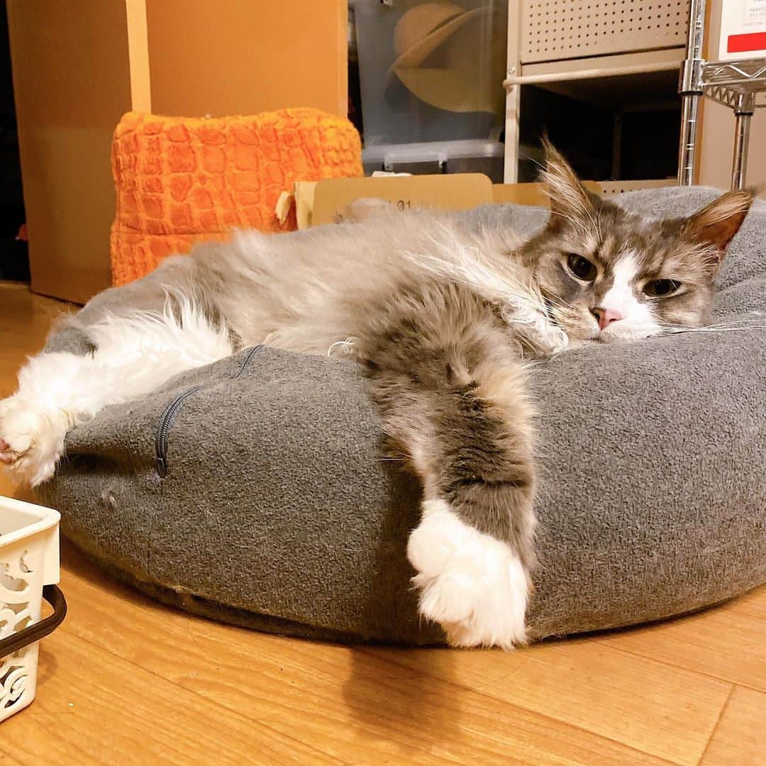 のインスタグラム：「#人をダメにするソファ が #猫をダメにするソファ になってた。顔が弛緩してる _ _  #ぷーぷー #ねこ #猫 #メインクーン #cat #catstagram #catsagram #catsofinstagram #cats_of_world #catlover #catlovers #catholic #cat_of_instagram #catlife #mainecoon #mainecoonlife #mainecoonlover #fluffy #bigcat #ねこ部 #ふわもこ部 #メインクーン部  #にゃんすたぐらむ #ねこすた #ねこすたぐらむ  #ねこと暮らす #ビーズクッション」