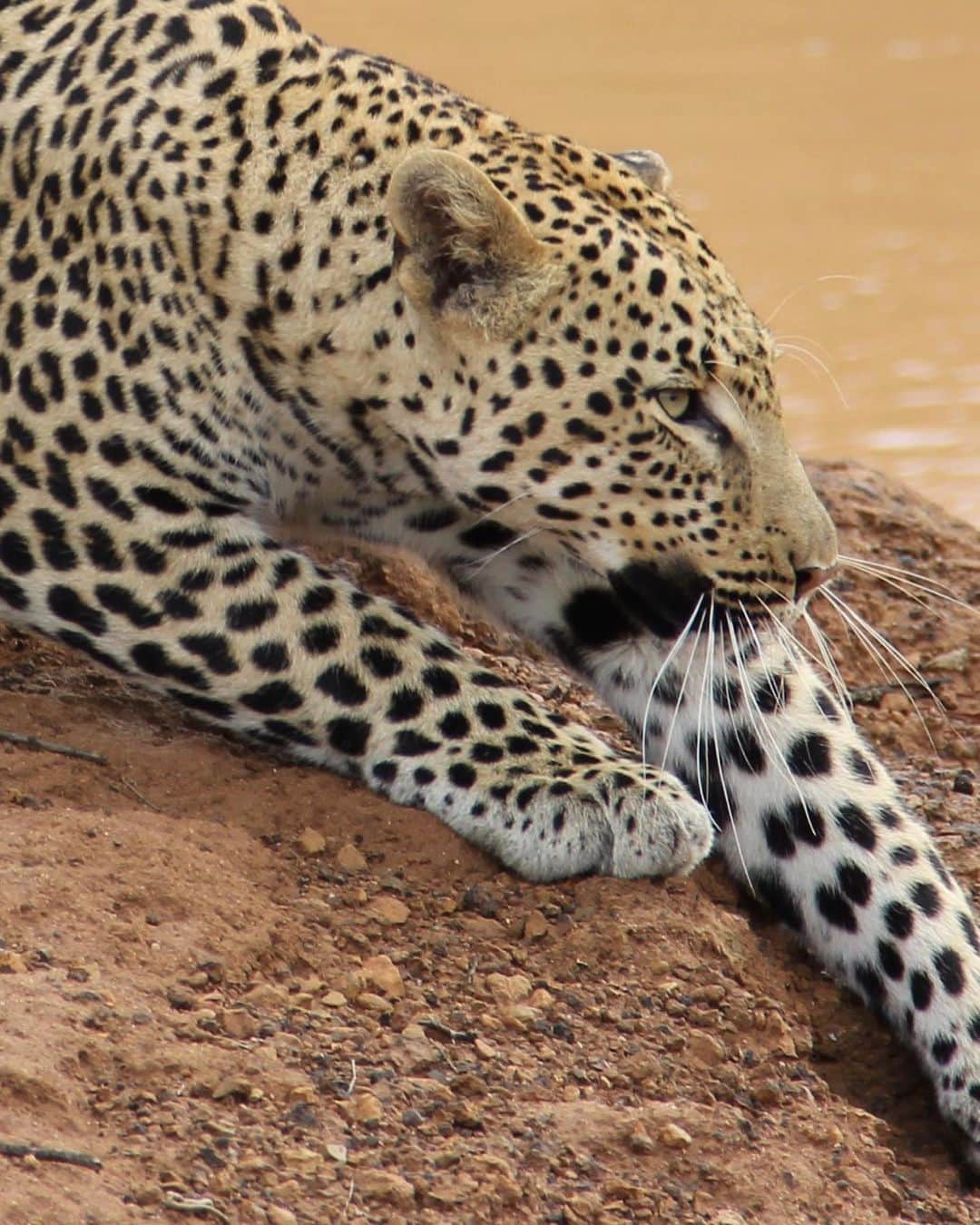 サーシャ・ピーターズさんのインスタグラム写真 - (サーシャ・ピーターズInstagram)「I was lucky enough to encounter this beautiful creature in South Africa in 2013. These photos were taken by yours truly about 10 feet away. One of the most breathtaking moments of my life. #fbf #saveleopards #southafrica #cannon60d 🐆🤍🖤💛」2月1日 4時51分 - sashapieterse