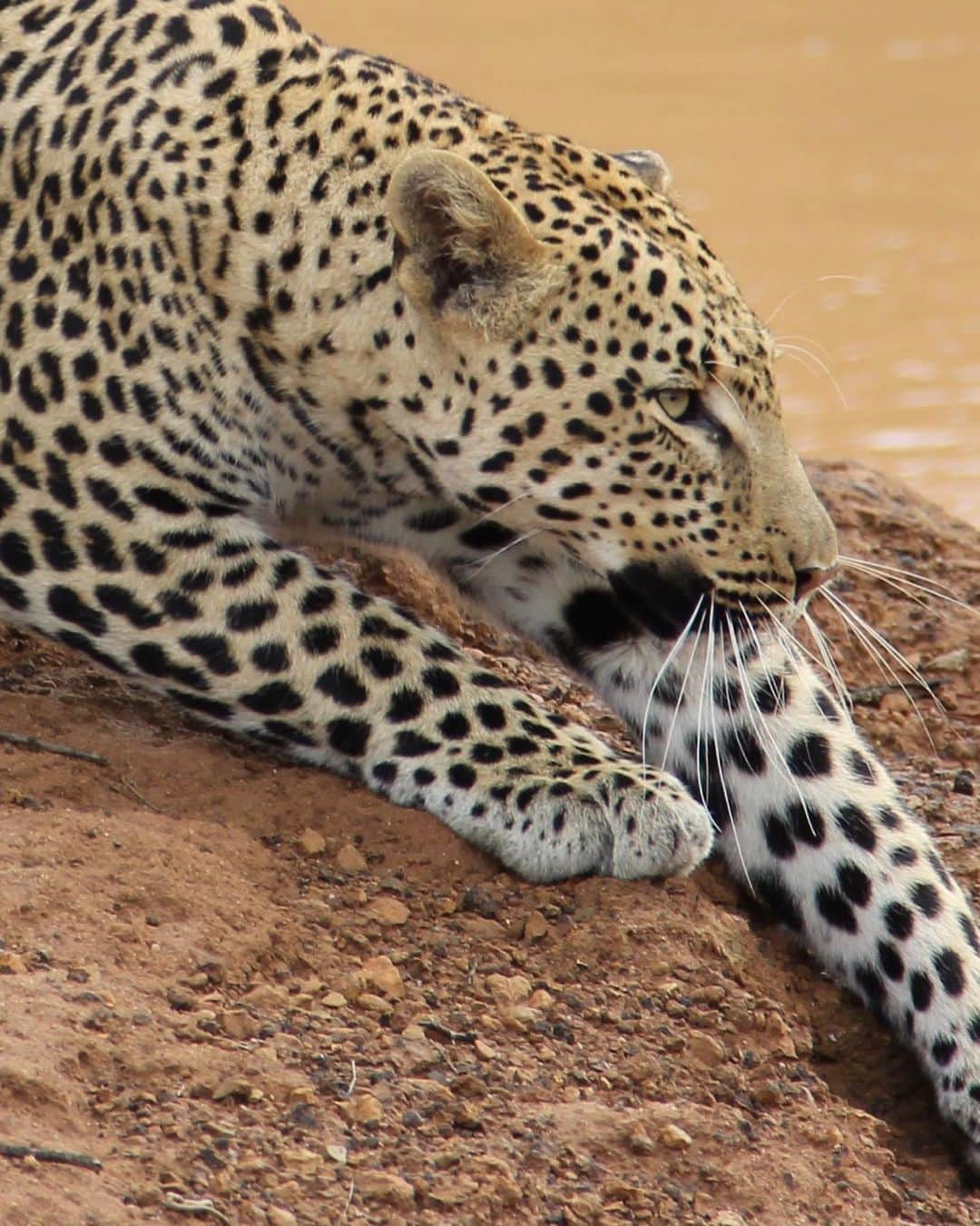 サーシャ・ピーターズのインスタグラム：「I was lucky enough to encounter this beautiful creature in South Africa in 2013. These photos were taken by yours truly about 10 feet away. One of the most breathtaking moments of my life. #fbf #saveleopards #southafrica #cannon60d 🐆🤍🖤💛」