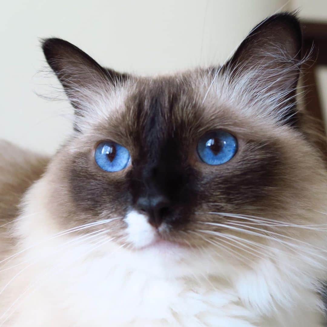 takegaeruのインスタグラム：「ブルーアイちゃん😎 #cat #猫 #ragdoll #ラグドール #ホワイトポッチーズ」