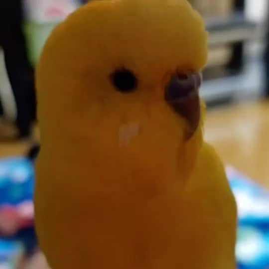 鈴鹿秋斗のインスタグラム：「実家のインコが「パンケーキ食べたい」って言うとった。このインコにおかんが今覚えさせてる言葉は「新宿は汚い」らしい(笑)どんな教育やねん。。 #セキセイインコ #ぷぅたん #パンケーキ食べたい」