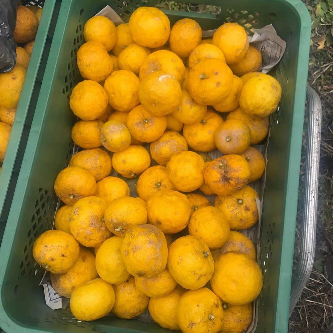 Sunshine Juiceのグルメインスタ