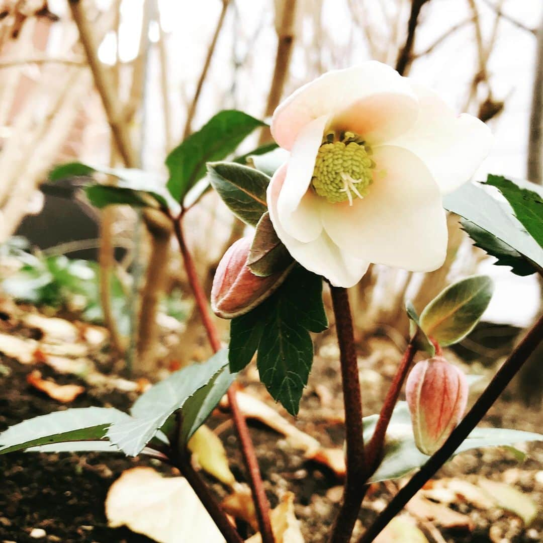 益子直美さんのインスタグラム写真 - (益子直美Instagram)「久しぶりに庭でまったりする時間ができました‼️ 昨年はガーデニングを楽しむ時間がなくて、お手入れも手を抜いてしまいましたが、いつのまにかクリスマスローズがひっそりと咲いているではないですか！ とっても健気でかわいい！ 植物にはいつも励まされます！  #ガーデニング  #gardening  #クリスマスローズ  #庭  #むぎタン」1月17日 13時41分 - naomi.masuko