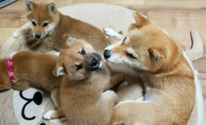 柴犬たま Shibainu Tamaのインスタグラム